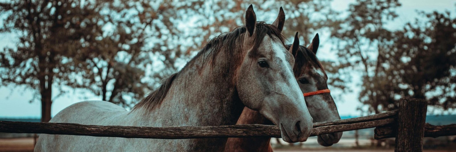 pexels photo 27438424 27438424