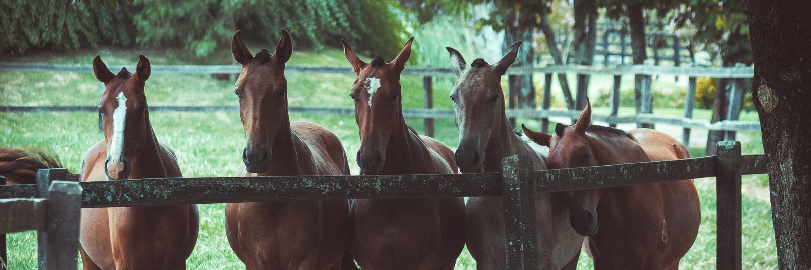 A group of horses standing behind a wooden fence on a sunny day in a lush green pasture.